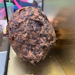 ハチノス　蜂の巣　本物　置物の画像