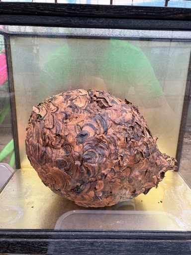 ハチノス 蜂の巣 本物 置物