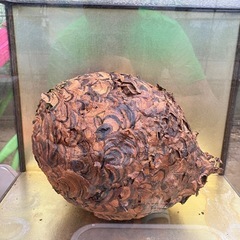 ハチノス　蜂の巣　本物　置物の画像