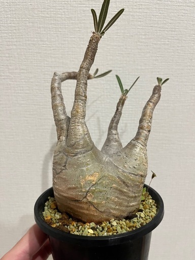 ※早い方優先【発根済】【現地球】【良型】パキポディウムグラキリス