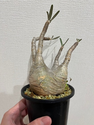 ※早い方優先【発根済】【現地球】【良型】パキポディウムグラキリス