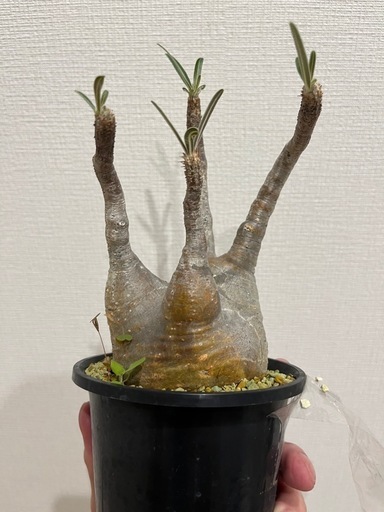※早い方優先【発根済】【現地球】【良型】パキポディウムグラキリス