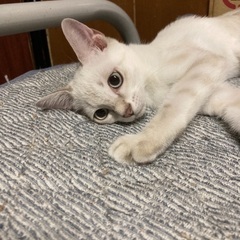 トライアル決まりました｡とても懐っこい男の子❗️ - 猫