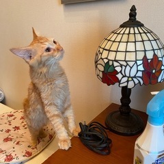 長毛のオス猫クン🐈