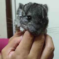 5月2日産まれの男の子です