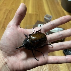 ヘラクレス♀