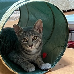 サバトラの男の子😸譲渡会で里親さん決まりました。ありがとうございました