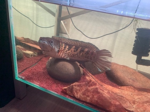 熱帯魚