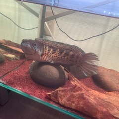 熱帯魚 