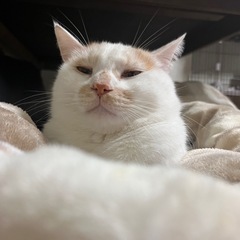おしゃべり はにょはにょ