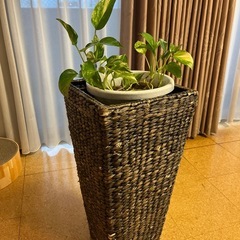 植物　かごの画像