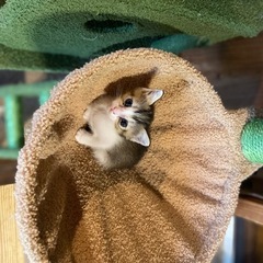 【決まりました】シンガプーラ×雑種　小さな女の子 − 鹿児島県