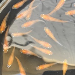 【商談中の為受付終了します】
メダカ、紅白小町(赤勝ち)30匹の画像