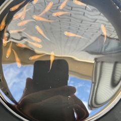 【商談中の為受付終了します】
メダカ、紅白小町(赤勝ち)30匹