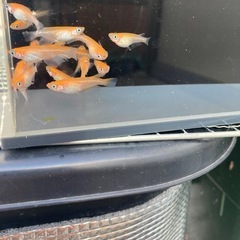 【商談中の為受付終了します】
メダカ、紅白小町(赤勝ち)30匹の画像