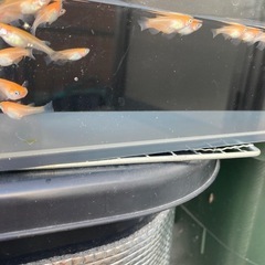 【商談中の為受付終了します】
メダカ、紅白小町(赤勝ち)30匹の画像