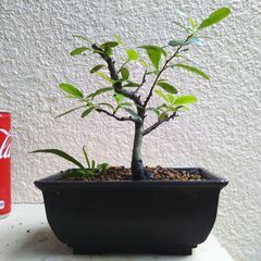 盆栽ピラカンサ