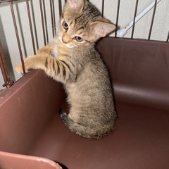 可愛い子猫貰ってください