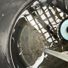 　一時停止中、メダカ１０匹〜の画像