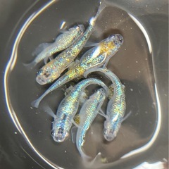 メダカ、お話中変更あり強ラメ、食べれない草餅🌱
