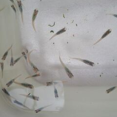 🐟メダカ　深海🐟④