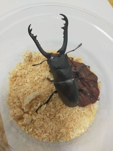 【値下げしました】ギラファノコギリクワガタ　オス・メスペア②