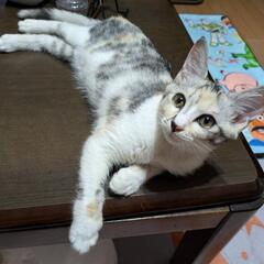 パステル三毛ちゃん