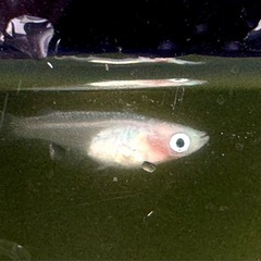 紅ほっぺメダカ　若魚