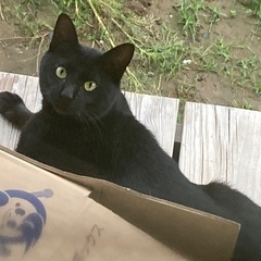 迷い黒猫　
