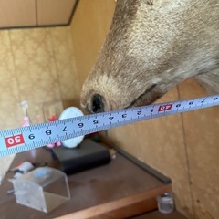 再値下げ 鹿3本角の画像