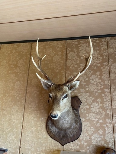 再値下げ 鹿3本角