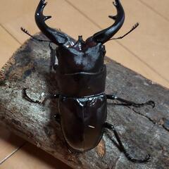 アマミノコギリクワガタ ペア