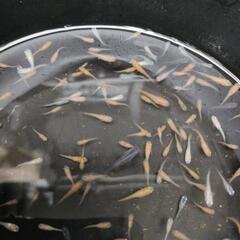 2024  04  🐟メダカ無料にて差し上げますの画像