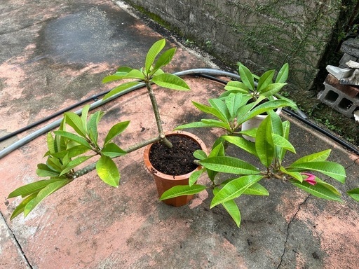 プルメリア(ピンクの花)鉢植え