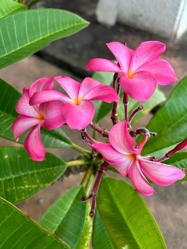 プルメリア(ピンクの花)鉢植え