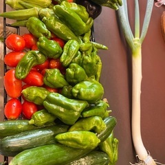 朝採れ　夏野菜