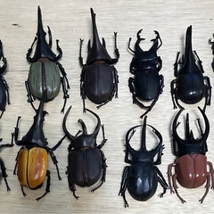 カブトムシ　　大きめフィギュア　10体＋おまけ