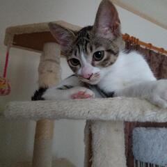 【募集停止】生後3ヶ月くらいの子猫ちゃん