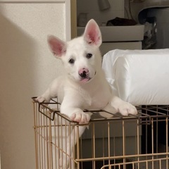 人大好き💖撫で撫で大好き💖ベロしまい忘れガチな子犬2ヶ月✨