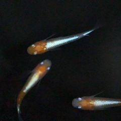ももまるめだか　寿　メダカの画像