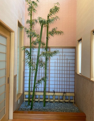 坪庭　室内庭園　庭　青竹　竹　竹垣　砂利　和風庭園　庭園
