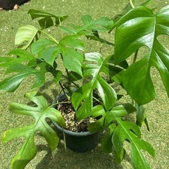 姫モンステラ　鉢植え　観葉植物