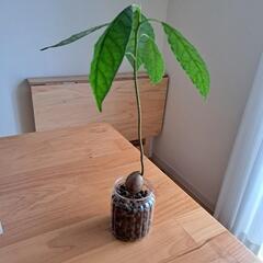 アボカドの苗木(観葉植物)
