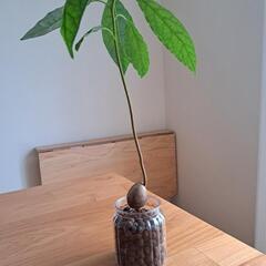 アボカドの苗木(観葉植物)の画像