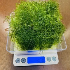ホゾジュズモ 30g 海藻　海水