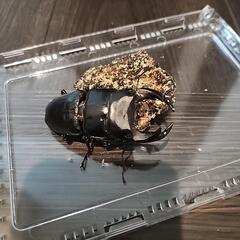 極太血統オオクワガタ　アンバランスアブレイズ　ペア　新成虫