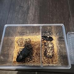 極太血統オオクワガタ　アンバランスアブレイズ　ペア　新成虫の画像
