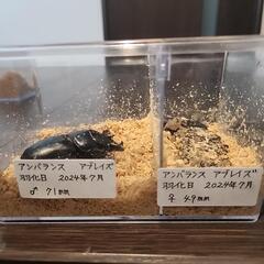 極太血統オオクワガタ　アンバランスアブレイズ　ペア　新成虫の画像