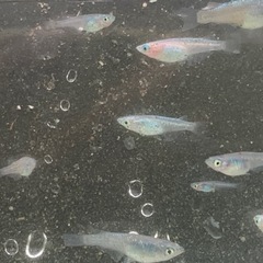 深海10匹