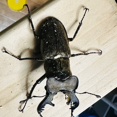 北海道産ミヤマクワガタ成虫